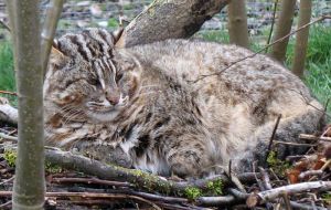 ������ ���� �������� ��-�� ������� ���� �������� �� �������� ��������